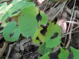 Doronicum orientale