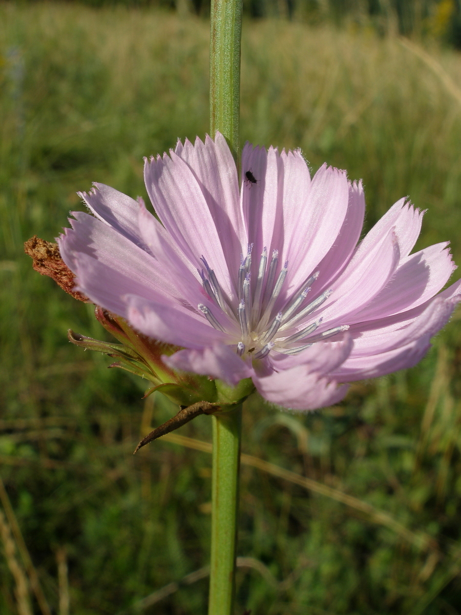 Image of Cichorium intybus specimen.