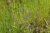 Polygala comosa