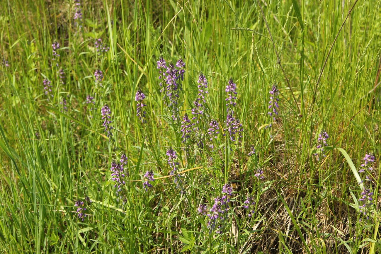 Image of Polygala comosa specimen.