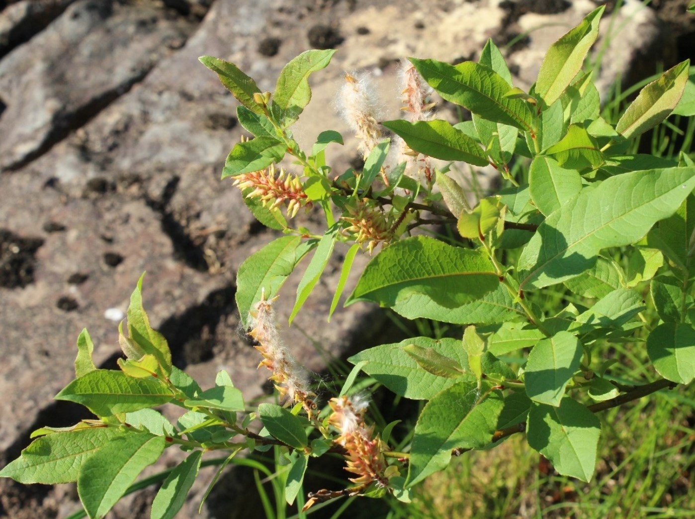 Изображение особи Salix hastata.