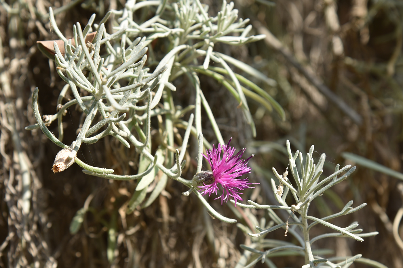 Изображение особи Centaurea akamantis.