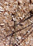 Ephedra distachya