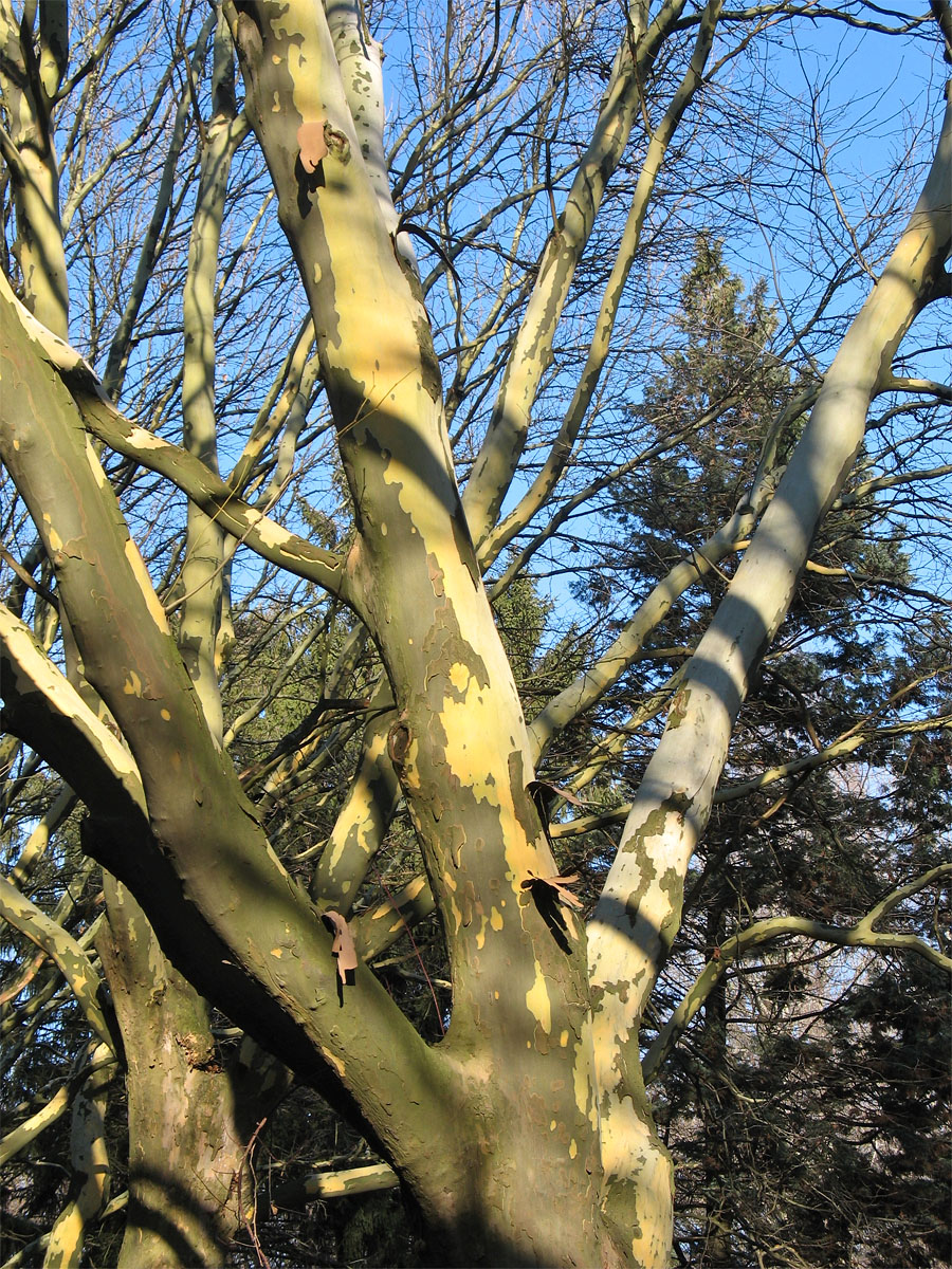 Image of Platanus &times; acerifolia specimen.