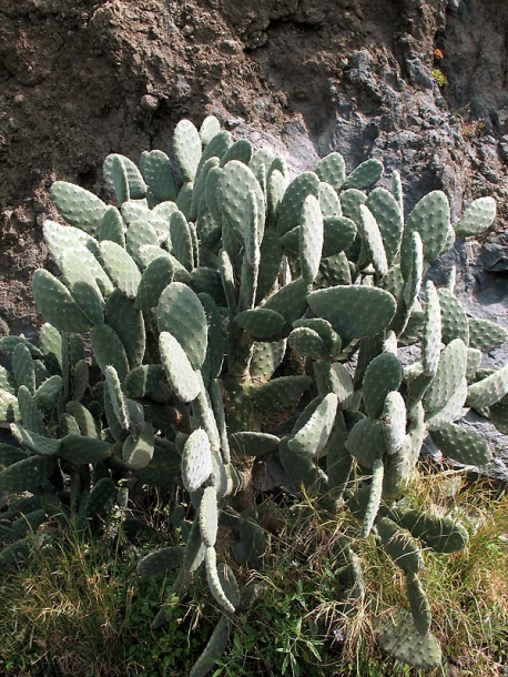 Image of Opuntia ficus-indica specimen.