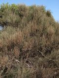 Ephedra fragilis