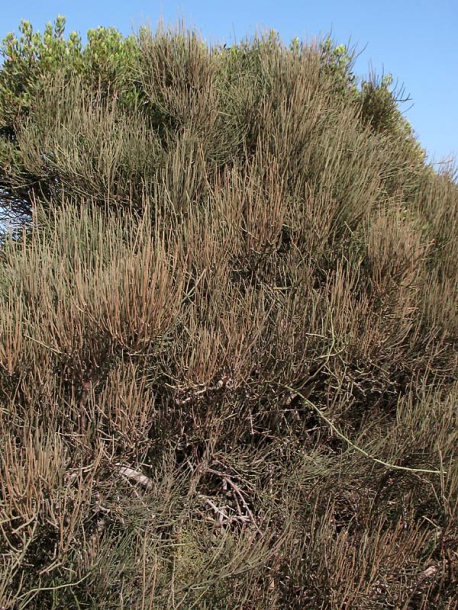 Image of Ephedra fragilis specimen.