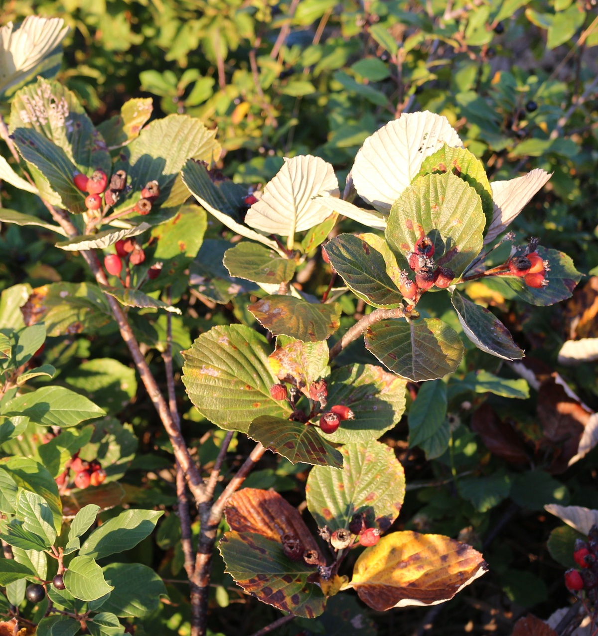 Изображение особи род Sorbus.