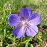 Geranium pratense subspecies sergievskajae. Цветок. Хакасия, Ширинский р-н, с. Ефремкино, во дворе дома. 08.07.2020.