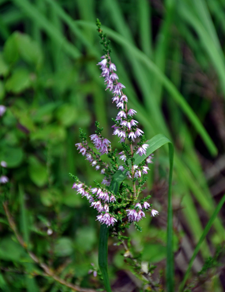 Image of Calluna vulgaris specimen.