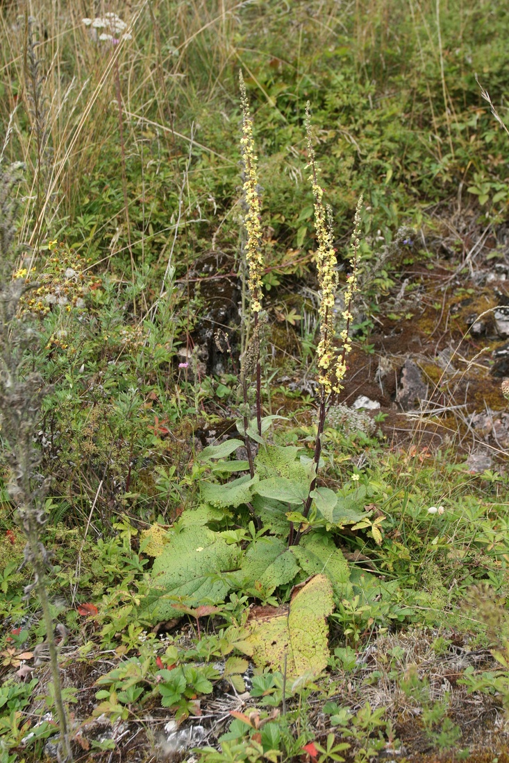 Изображение особи Verbascum nigrum.