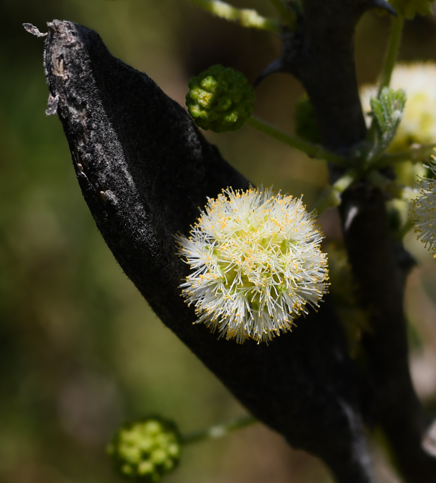 Изображение особи Vachellia hebeclada.