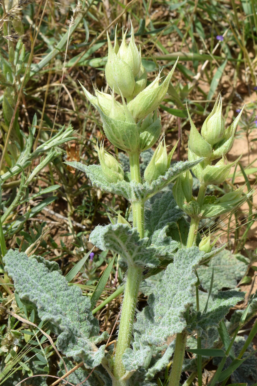 Image of Salvia macrosiphon specimen.