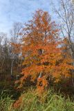 Sorbus aucuparia подвид glabrata. Дерево с листвой в осенней окраске. Мурманская обл., Кольский р-н, долина р. Титовка ниже автодороги А138 Мурманск — Печенга, окр. Мельничных водопадов, терраса на склоне долины, сырая опушка кустарничкового березняка. 23.09.2020.