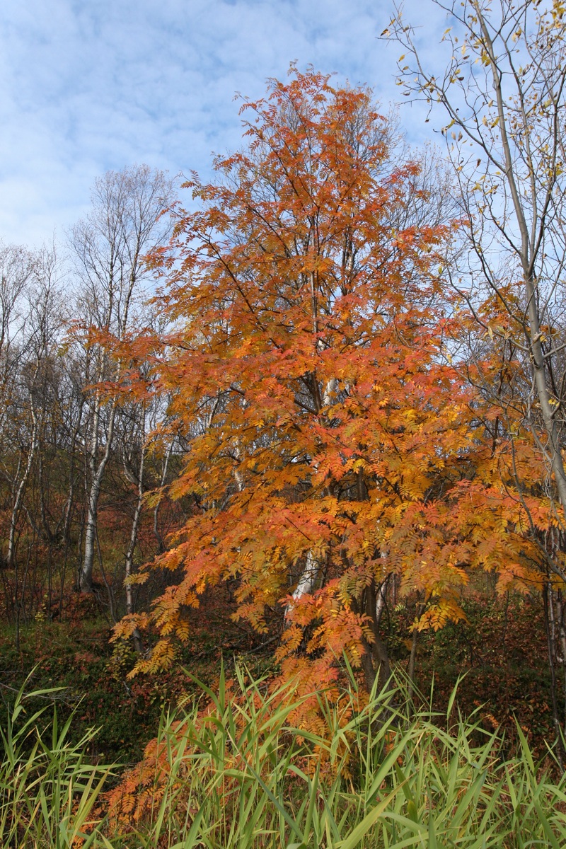 Изображение особи Sorbus aucuparia ssp. glabrata.