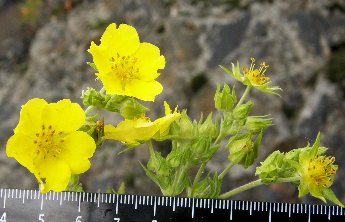 Изображение особи Potentilla acervata.