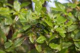 Viburnum tinus