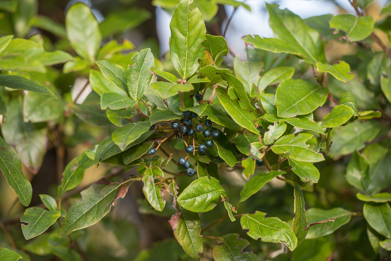 Изображение особи Viburnum tinus.