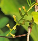 Dioscorea nipponica