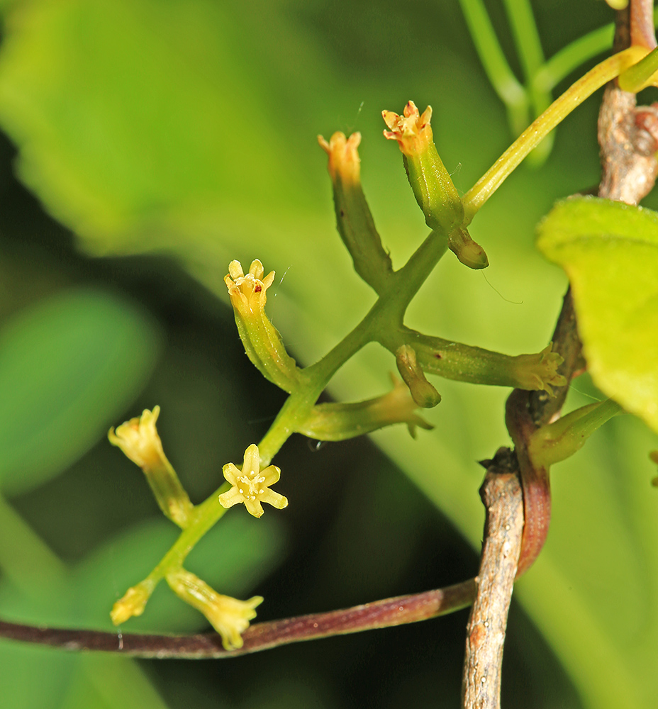 Изображение особи Dioscorea nipponica.