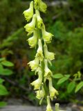 Aconitum barbatum. Верхушка соцветия. Красноярский край, Эвенкийский р-н, Государственный природный заповедник \"Тунгусский\", пр. берег. Чамба. 10.07.2013.