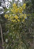 Acacia pycnantha