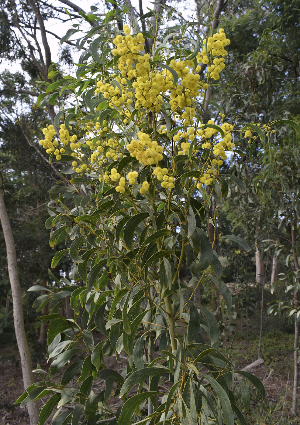 Изображение особи Acacia pycnantha.