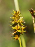 Carex spicata. Созревающее соплодие. Ульяновская обл., окр. г. Димитровград, пойма реки Бол. Черемшан, заливной луг, обочина просёлочной дороги. 28.06.2020.