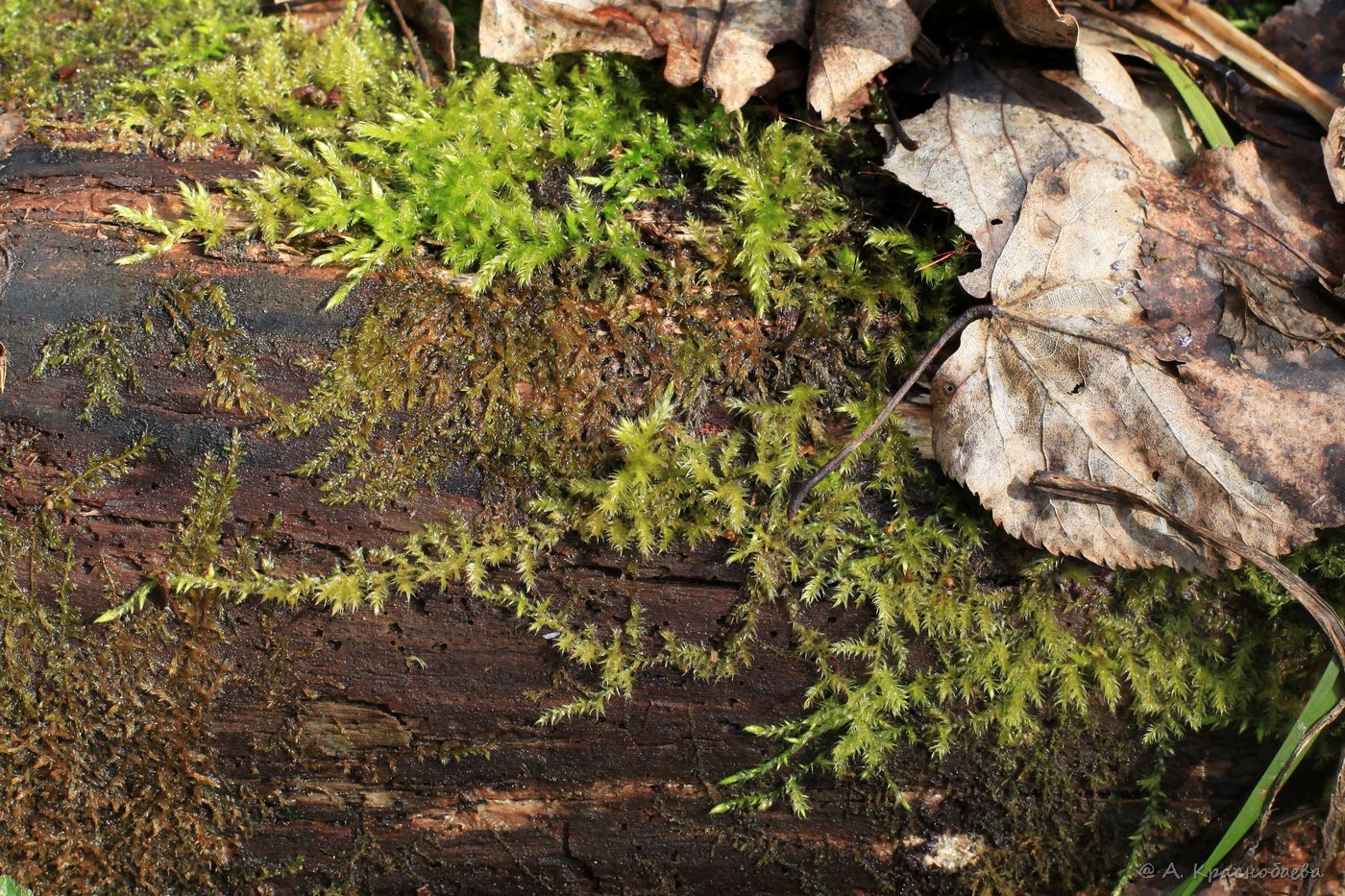 Изображение особи отдел Bryophyta.