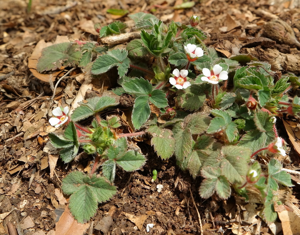 Изображение особи Potentilla micrantha.