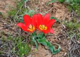 Tulipa suaveolens