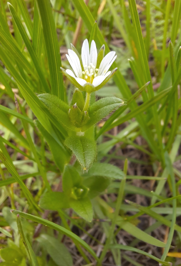 Image of Cerastium semidecandrum specimen.