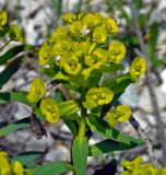 Euphorbia stepposa