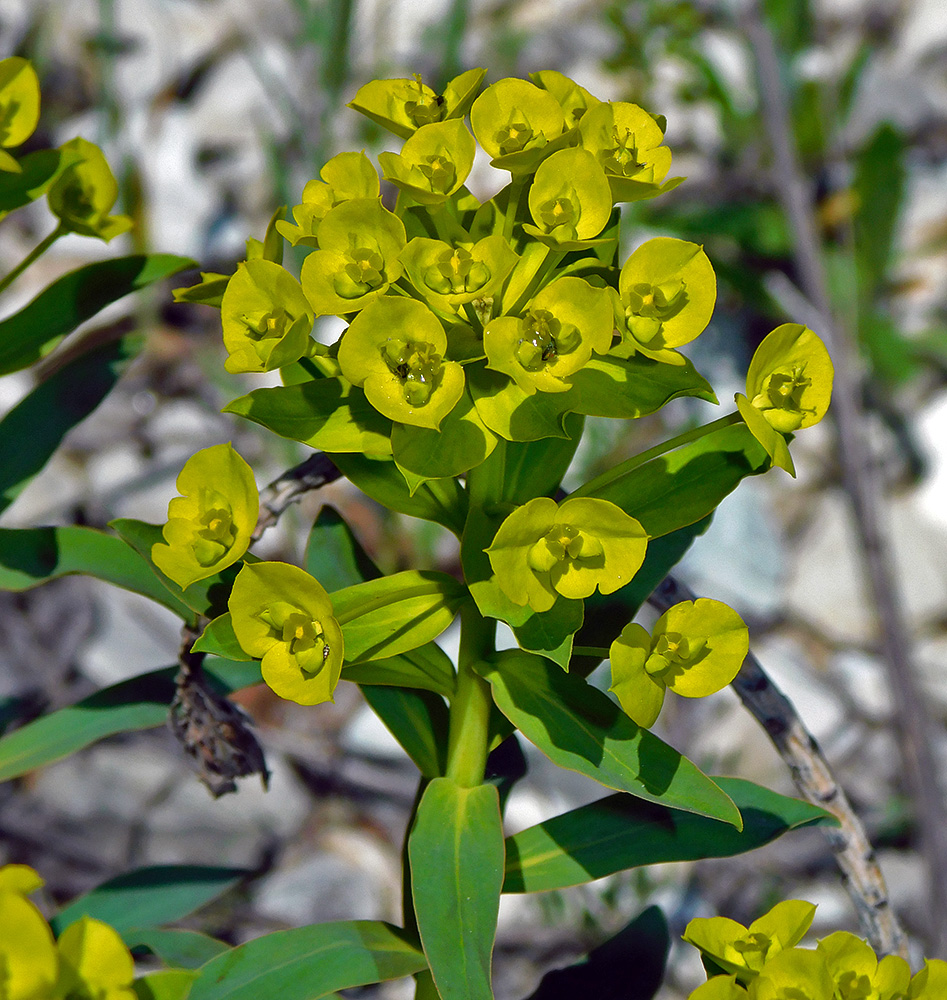 Image of Euphorbia stepposa specimen.