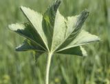 genus Alchemilla