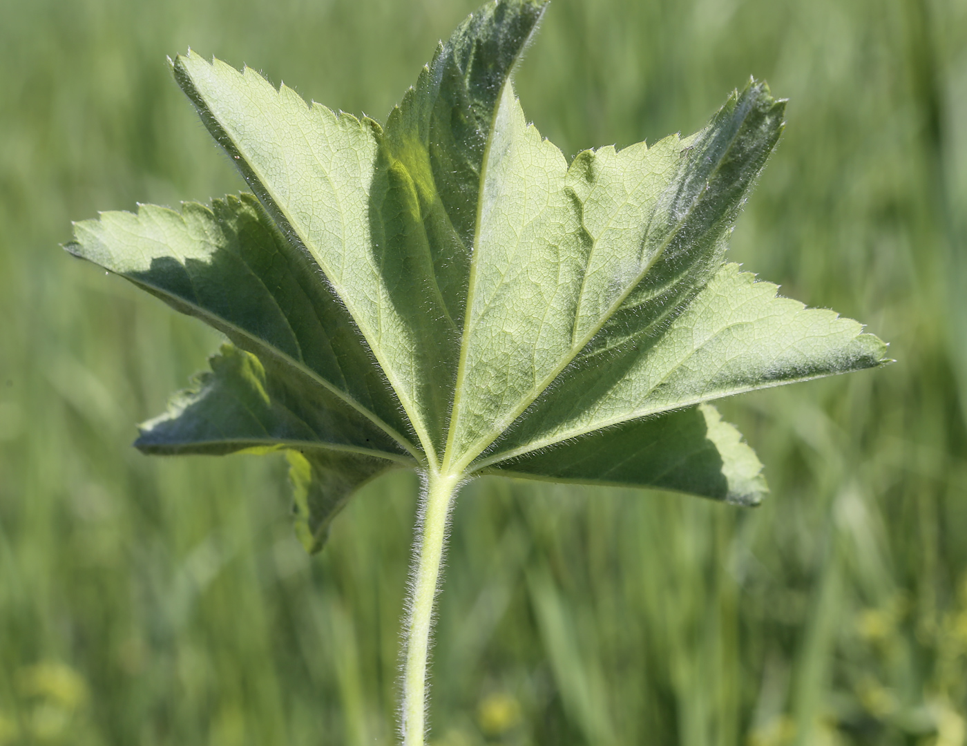 Изображение особи род Alchemilla.