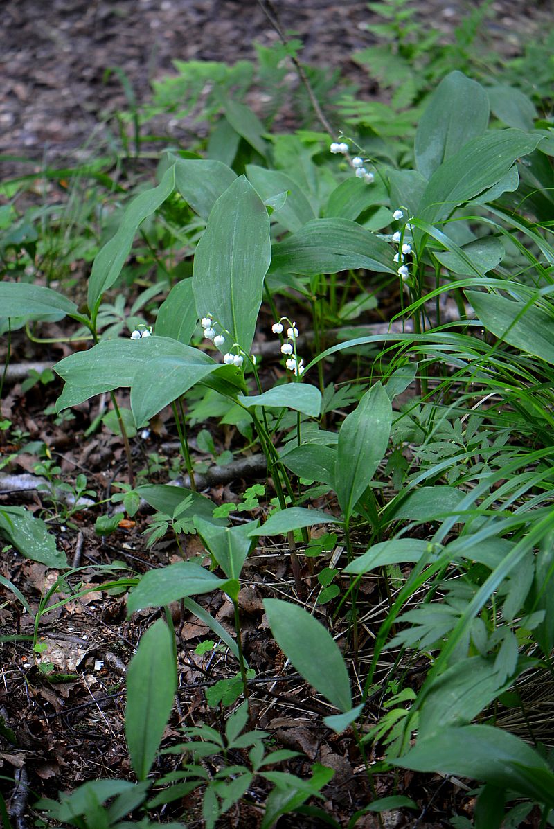 Изображение особи Convallaria majalis.