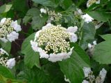 Viburnum sargentii. Соцветие. Хабаровск, ул. Ульяновская 60, в культуре. 18.06.2010.