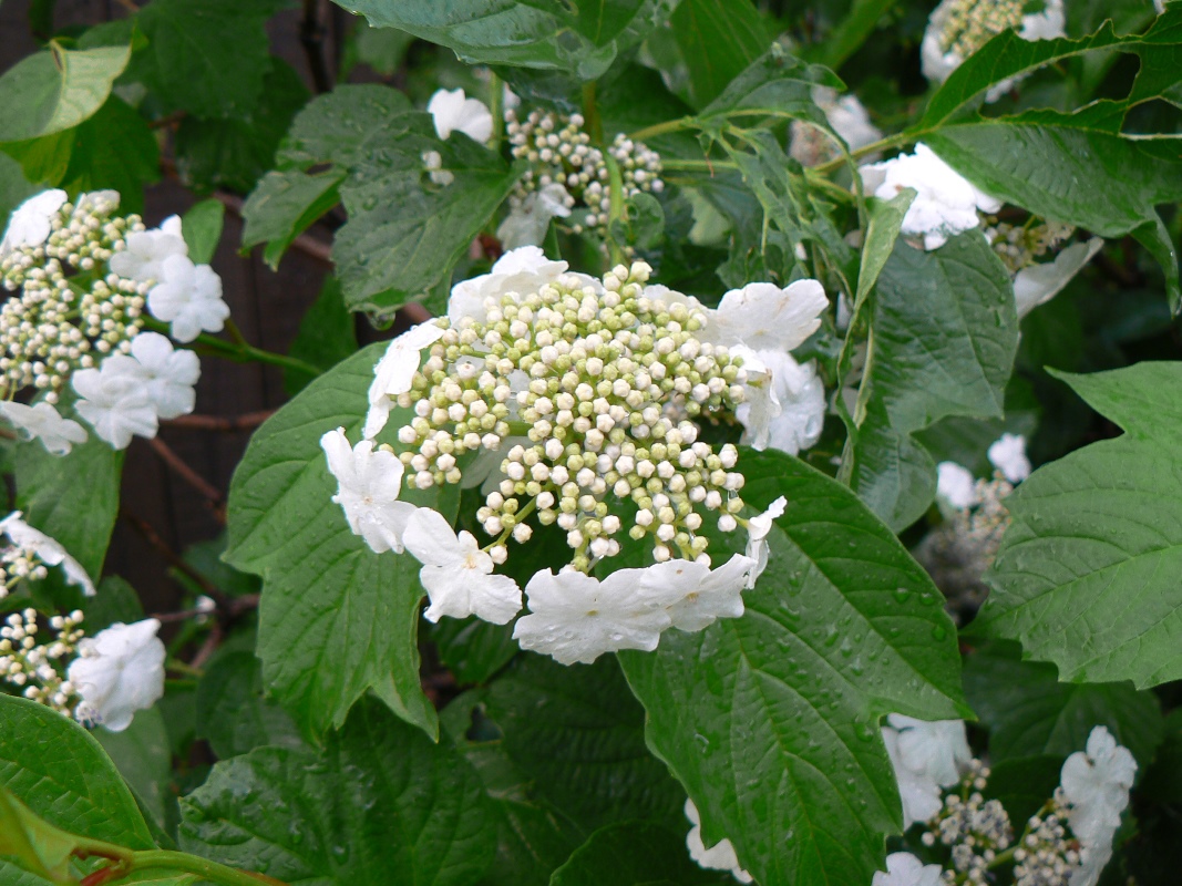 Изображение особи Viburnum sargentii.