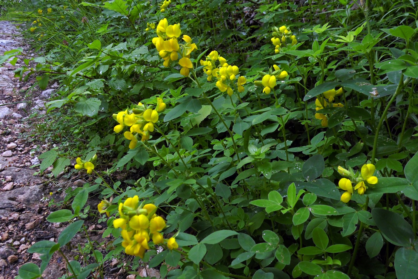 Изображение особи Argyrolobium biebersteinii.