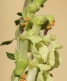 Teucrium scorodonia