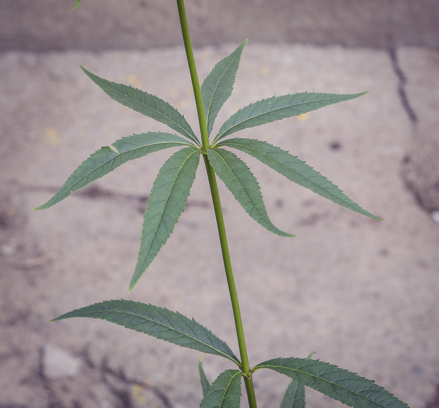 Изображение особи Veronicastrum virginicum.