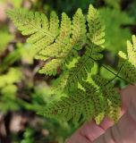 Gymnocarpium dryopteris