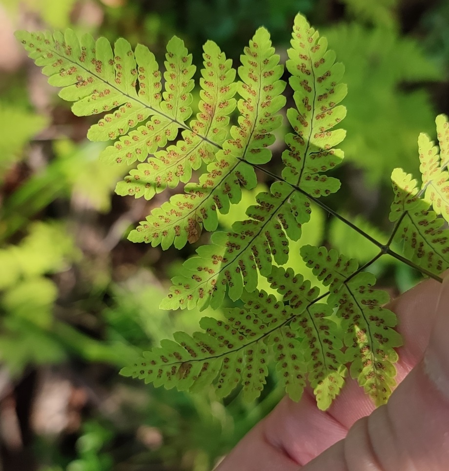 Image of Gymnocarpium dryopteris specimen.