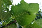 Ficus carica. Лист. Крым, Южный Берег, г. Алушта, в культуре. 19.07.2021.