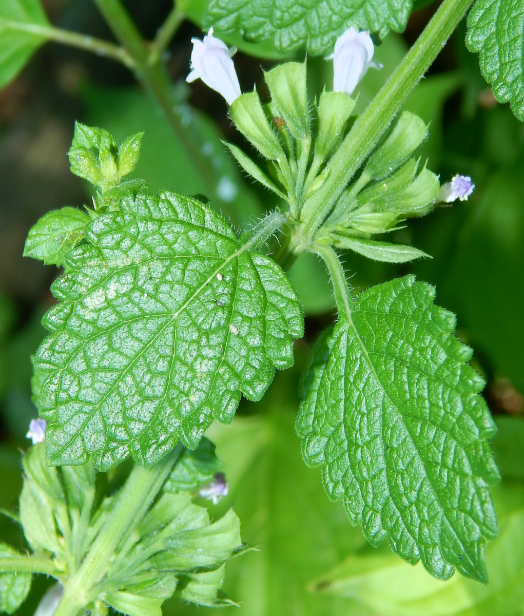 Image of Melissa officinalis specimen.