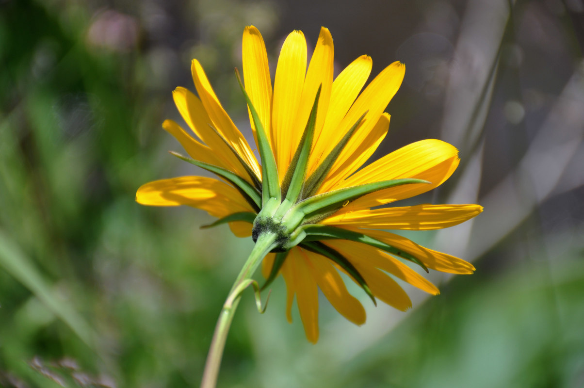 Image of Tragopogon altaicus specimen.