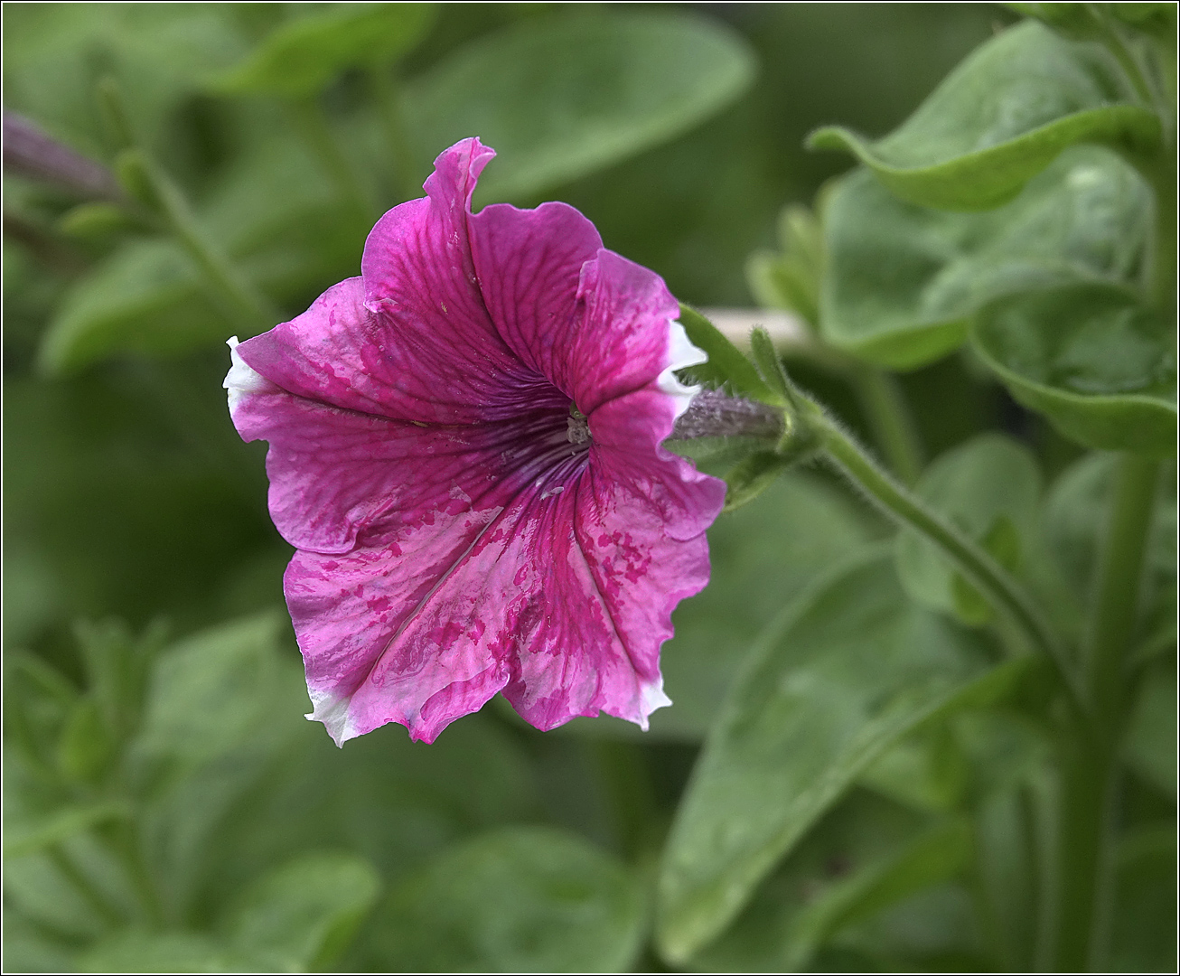 Image of Petunia × atkinsiana specimen.
