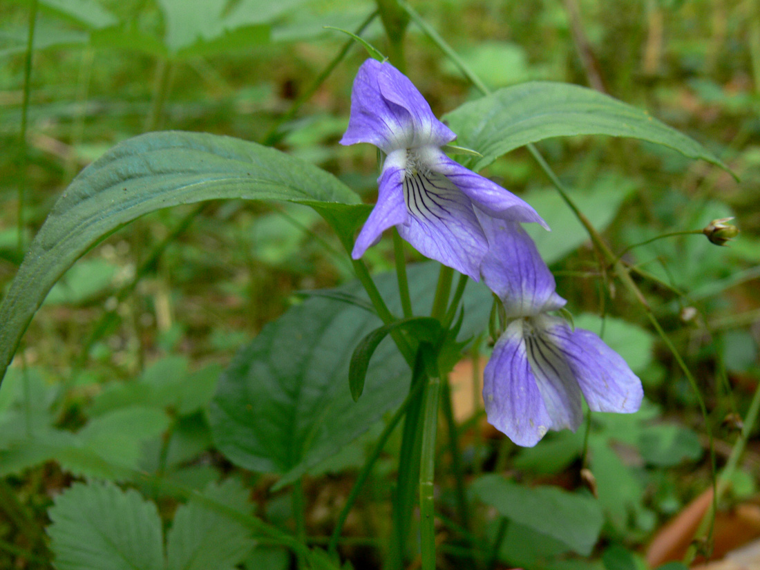 Изображение особи Viola ruppii.