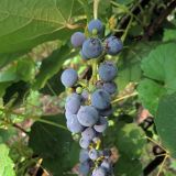 Vitis amurensis. Созревшее соплодие. Ульяновск, Заволжский р-н, парк им. 40-летия ВЛКСМ. 15.08.2021.